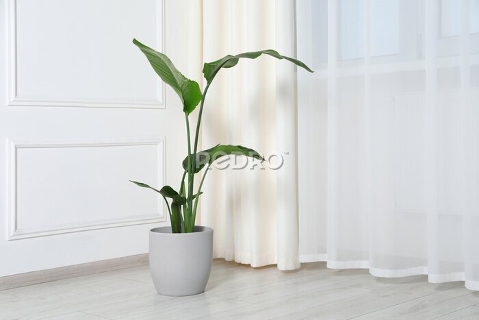Papier peint  Potted strelitzia on floor indoors, space for text. Beautiful houseplant