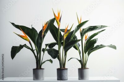 Papier peint  Potted tropical Strelitzia plants on white background. Generative AI