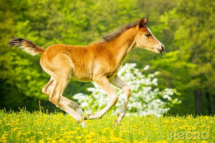 Papier peint  Poulain au galop dans les prairies