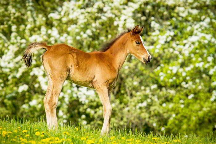 Papier peint  Poulain dans la clairière au printemps