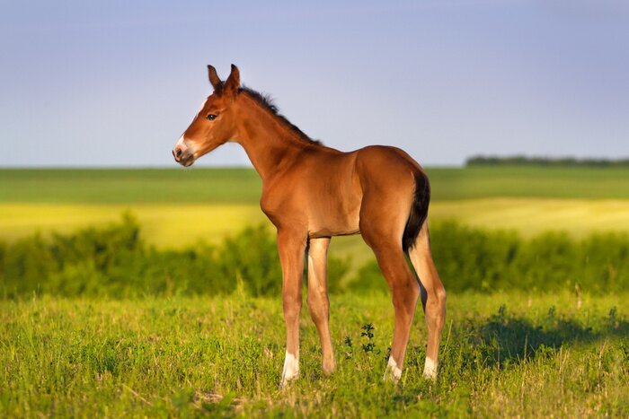 Papier peint  Poulain dans le pré vert