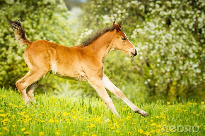 Papier peint  Poulain qui saute dans la verdure