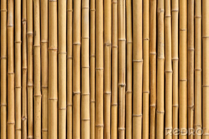 Papier peint  Pousses de bambou