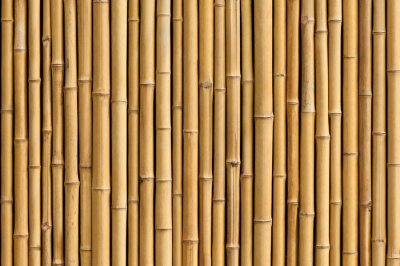 Papier peint  Pousses de bambou