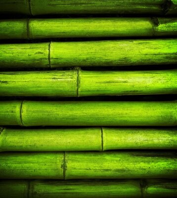 Papier peint  Pousses de bambou horizontales