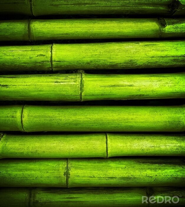 Papier peint  Pousses de bambou horizontales