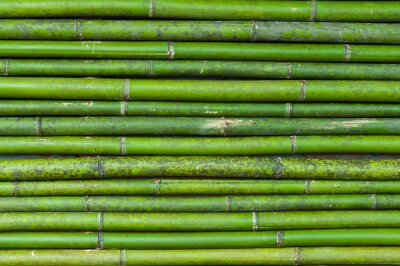 Pousses de bambou parallèles