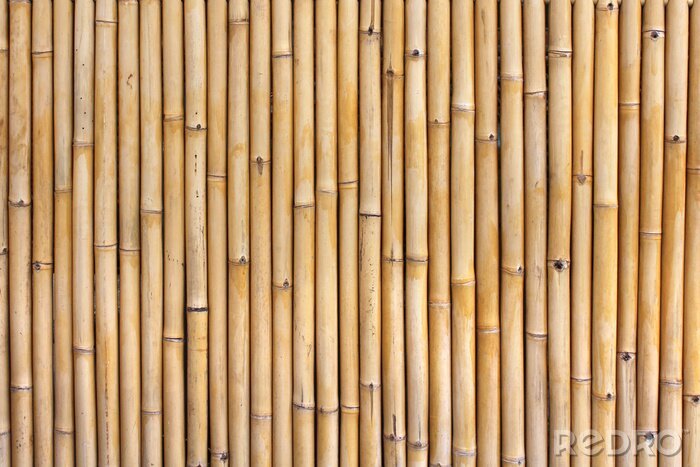 Papier peint  Pousses de bambou séchées