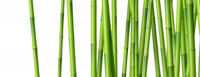 Pousses de bambou sur fond blanc
