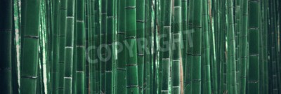 Papier peint  Pousses de bambou vertes