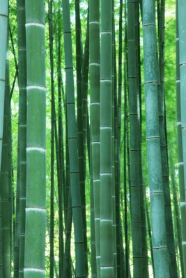 Papier peint  Pousses de bambou vertes dans la forêt