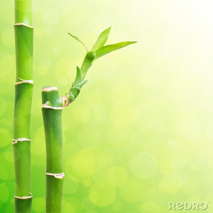 Papier peint  Pousses de bambou vertes en arrière-plan