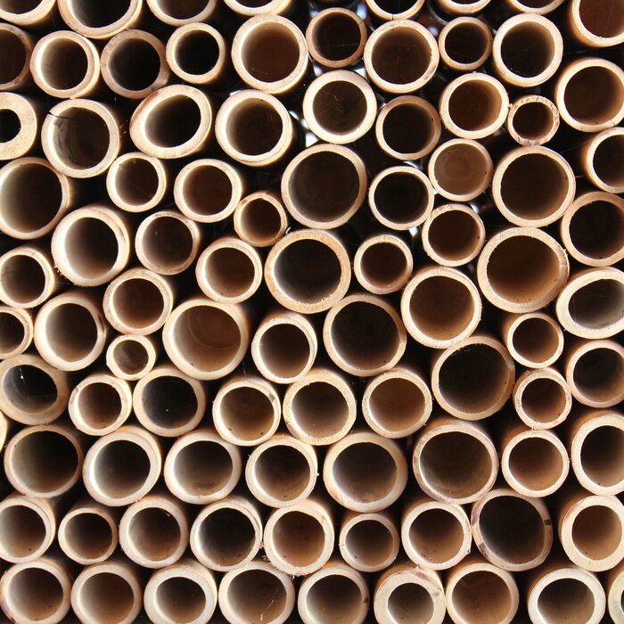 Papier peint  Pousses de bambou vides