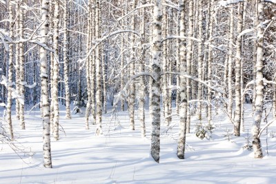 Papier peint  Poussière blanche sur les bouleaux