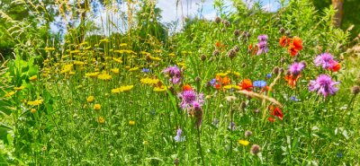 Papier peint  Prairie avec de l'herbe et des fleurs
