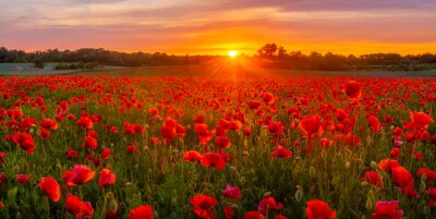 Papier peint  Prairie avec des coquelicots au coucher du soleil