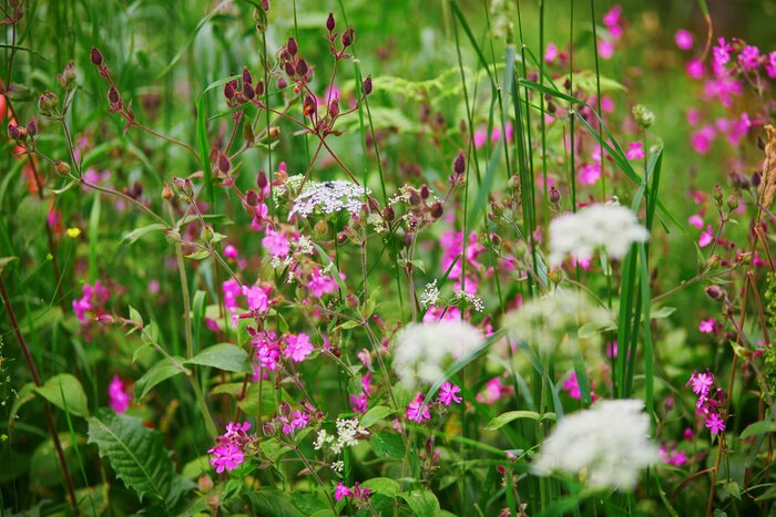Papier peint  Prairie avec des fleurs