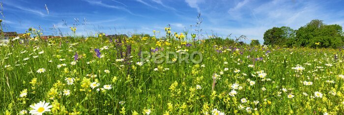 Papier peint  Prairie avec des fleurs colorées