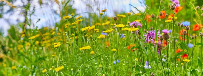 Papier peint  Prairie avec des fleurs colorées