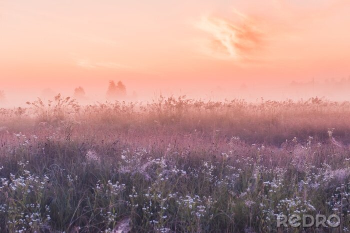 Papier peint  Prairie avec des fleurs sauvages et un lever de soleil rose