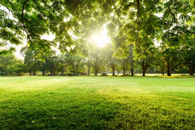 Papier peint  Prairie déserte dans un parc
