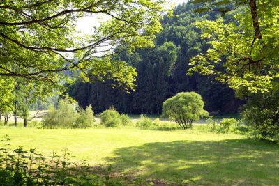 Papier peint  Prairie et arbres verts