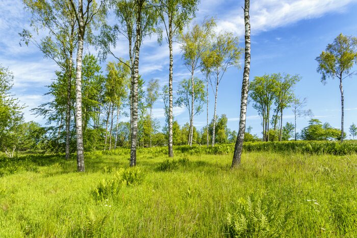 Papier peint  Prairie et bouleaux