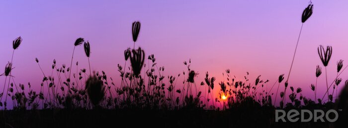 Papier peint  Prairie et ciel violet