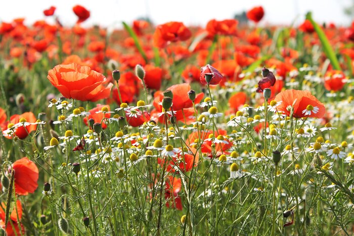 Papier peint  Prairie et coquelicots
