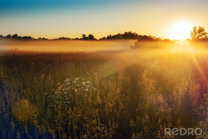Papier peint  Prairie fleurie au coucher du soleil