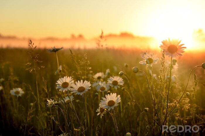 Papier peint  Prairie fleurie au coucher du soleil