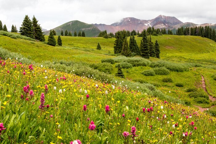 Papier peint  Prairie fleurie et montagnes