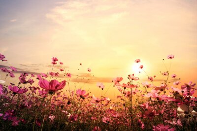 Papier peint  Prairie fleurie illuminée par les rayons du soleil couchant
