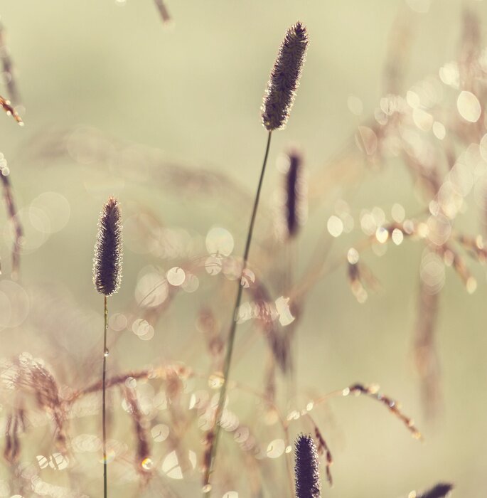 Papier peint  Prairie mélancolique