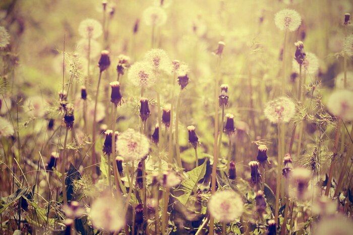 Papier peint  Prairie parsemée d'épilobes fleuris.