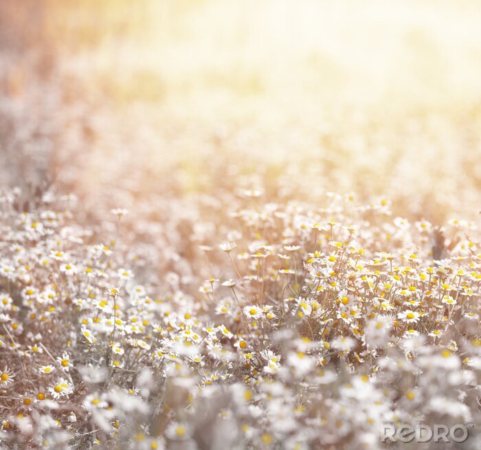 Papier peint  Prairie rétro avec des marguerites