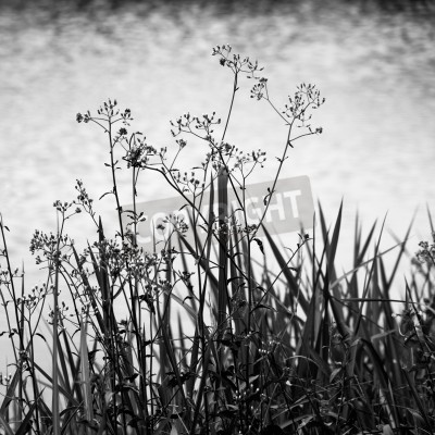 Papier peint  Prairies noir et blanc sur le ciel