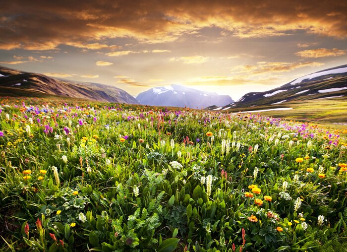 Papier peint  Pré de montagne