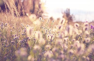 Papier peint  Pré vintage