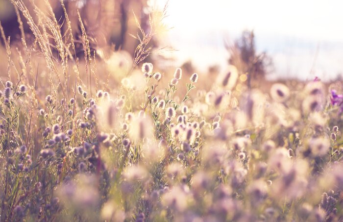 Papier peint  Pré vintage