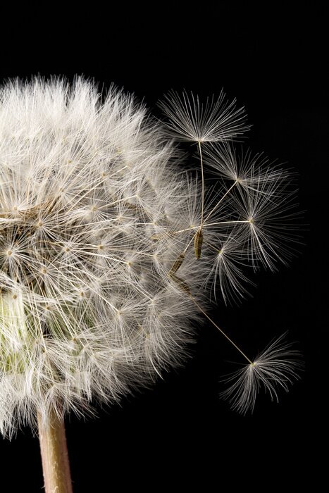 Papier peint  Précipitations noir