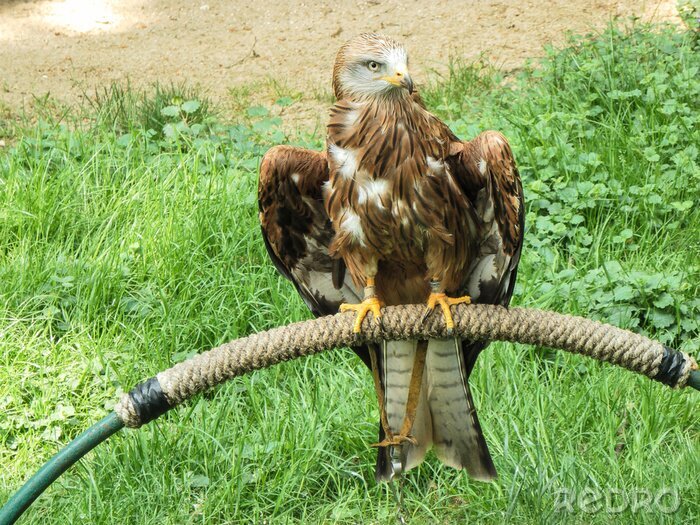 Papier peint  Prédateur assis sur une corde
