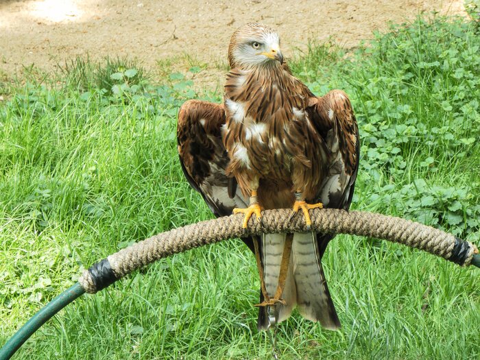 Papier peint  Prédateur assis sur une corde
