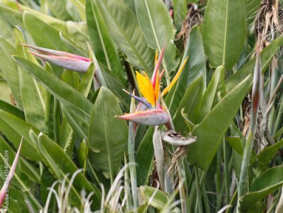 Papier peint  pretty strelitzia flower in a garden