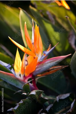 Papier peint  Primer plano de colorida flor strelitzia, ave del paraíso.