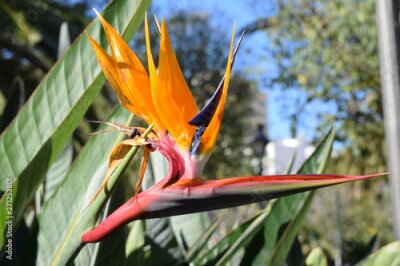 Papier peint  Primer plano de una flor del paraíso (Strelitzia) anaranjada y rojíza.