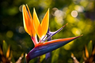 Papier peint  Primer plano de una strelitzia en un parque en las Islas Canarias.