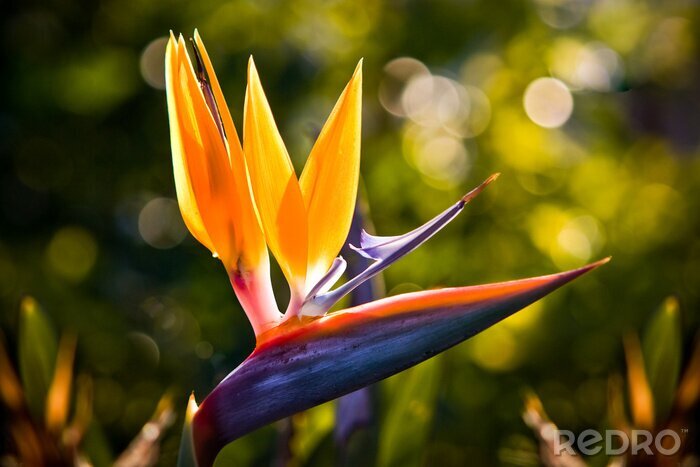 Papier peint  Primer plano de una strelitzia en un parque en las Islas Canarias.