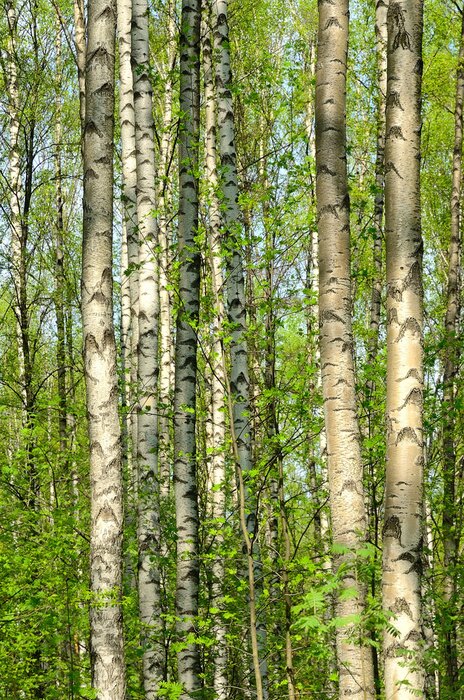 Papier peint  Printemps et bouleaux en fleurs