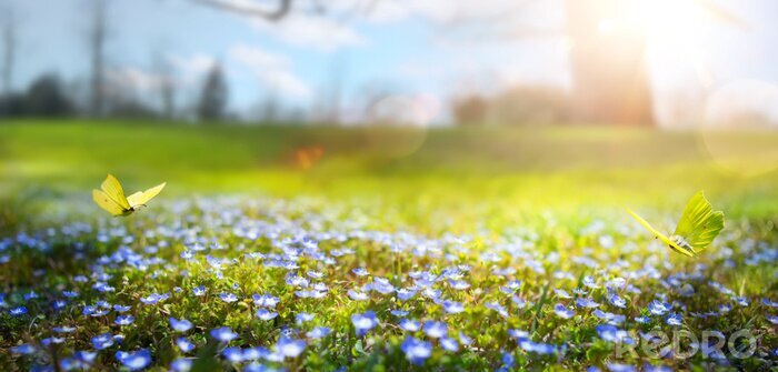 Papier peint  Printemps nature abstrait; fleur de printemps et papillon